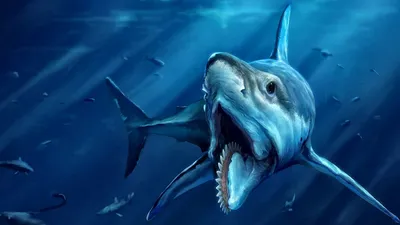 Эксперты рассказали, как избежать встречи с акулой — РБК