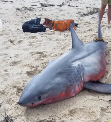 Почему акулы напали на туристов в Египте и безопасно ли плавать в Красном  море — Сноб