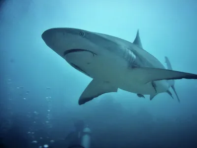 Эволюция акул - от первых предков до большой белой хищницы