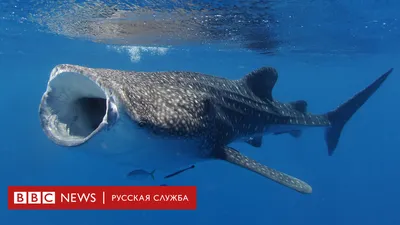 Акула красного цвета шокировала ученых – фото - 26.08.2018, Sputnik  Казахстан