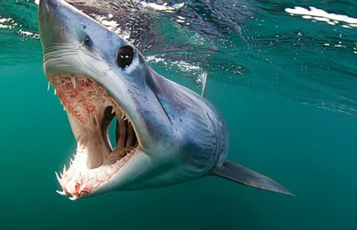 Есть ли акулы в водах Португалии? - The Portugal News