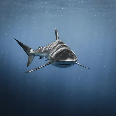 208 953 рез. по запросу «Акула» — изображения, стоковые фотографии,  трехмерные объекты и векторная графика | Shutterstock