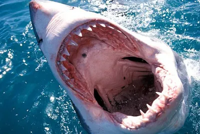 Трагедия в Красном море не повлияла на продажи туров в Египет, всё о  нападении акулы на россиянина - 16 июня 2023 - 29.ру