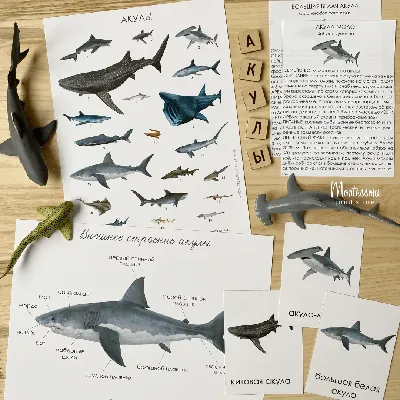 Реквием по акулам Красного моря | Дайвинг-центры и курорты Blue Ocean