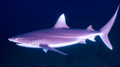 100 удивительных фактов о акулах | Азуритус | Дзен