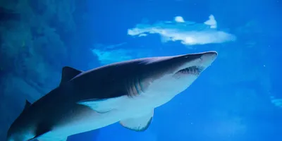 Ученые выяснили, как вымерли акулы мегалодоны