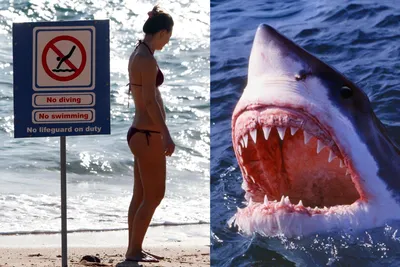 Правда ли, что акулы не едят людей? - Проверено.Медиа