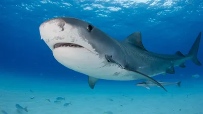 Ихтиолог назвал крайне опасную для человека акулу после нападения на  туристку: Происшествия: Путешествия: Lenta.ru