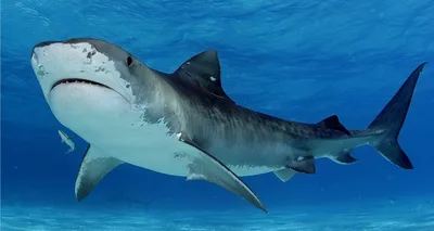 Могут появляться там, где их раньше не было»: ихтиолог объяснил, какие акулы  особенно опасны для человека