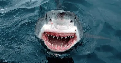 Почему акулы нападают на людей у берега - Рамблер/субботний