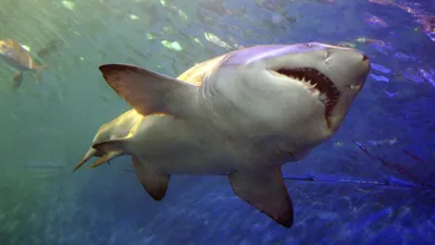 Ученые выяснили, как акулы реагируют на ураганы - Индикатор