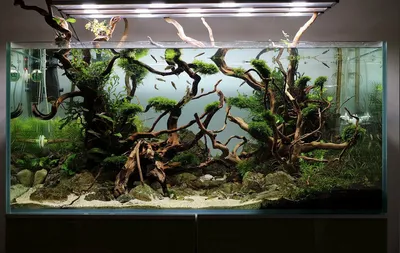 Аквариум без крышки «банка», аквариумы из стекла