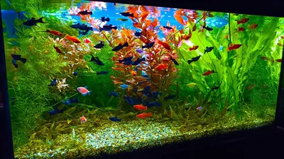 Подходящие виды аквариумных рыбок для начинающих - Зоомагазин MasterZoo