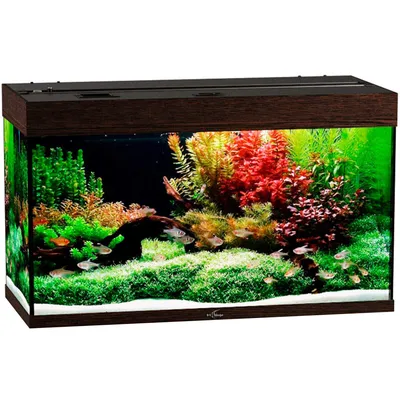Круглый экологичный аквариум для золотой рыбки, аквариум для гостиной, под  заказ, нижний фильтр, без замены воды | AliExpress
