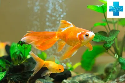 Купить аквариум для рыб Биодизайн ПАНОРАМА 120, без светильника, белый, 117  л, цены на Мегамаркет | Артикул: 100026495184