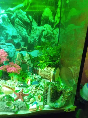 Аквариум без рыбы. Рыба не выживают и не умирают. Как для аквариума.  Стоковое Фото - изображение насчитывающей аквариум, прозрачно: 209595726