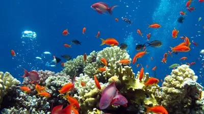 Как выбрать настольный аквариум, советы по настольному аквариуму  эксплуатация и характеристики - Marlin Aquarium