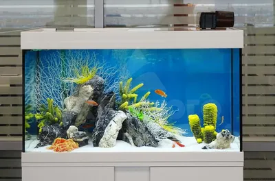 Мини аквариум-органайзер на стол. AquaEl. — DRIVE2