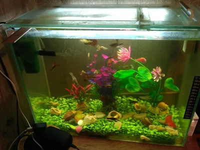 Goldfish Aquarium — Скачать
