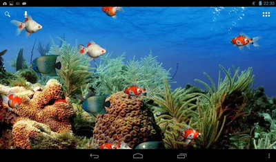 Обои для рабочего стола Аквариум с рыбками фото - Раздел обоев: Жизнь под  водой