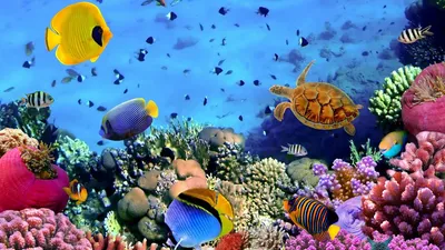 Живые обои природа - Аквариум с кораллами и рыбами