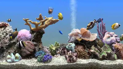 DigiFish Clownfish 1.0 (Анг.) скачать бесплатно