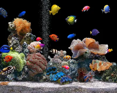 Заставка аквариум с рыбками - 73 фото