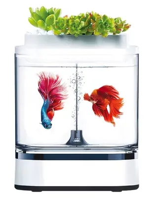 Заставка аквариум с плавающими рыбками - фото и картинки abrakadabra.fun