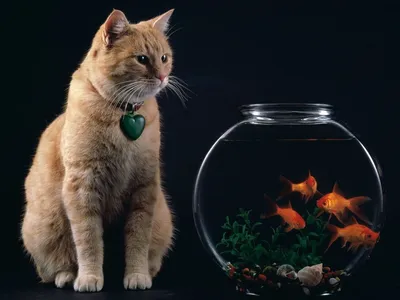 Заставка Аквариум Мечты 3D – Скачайте самый лучший аквариум с рыбками!
