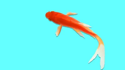 Картина Анри Матисса Красные рыбки | Артхив