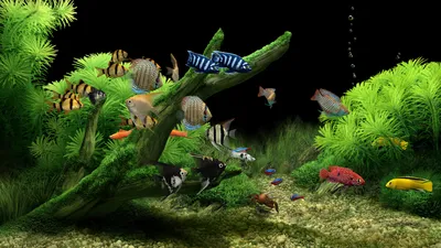 Яркий подводный риф с изящно плавающими разноцветными рыбками, созданный  искусственным интеллектом. | Премиум Фото