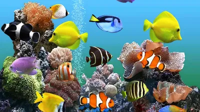 Обои на рабочий стол Аквариум с множеством тропических рыб и кораллами, обои  для рабочего стола, скачать обои, обои бесплатно