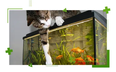 Xiaomi выпустила «умный» аквариум. Рыб можно кормить при помощи смартфона |  РБК Life