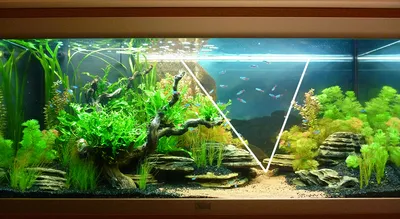 Топ-8 лайфхаков для чистоты аквариума (экология домашнего аквариума) |  Проектный институт «Экология Будущего» | Дзен