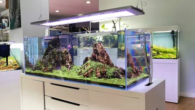 Статья на тему: Как выбрать аквариум? Советы для начинающих