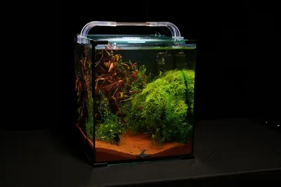 Аквариум Rio 350 с живыми растениями на просвет. Магазин аквариумов  juwel-aquarium.ru Акватория