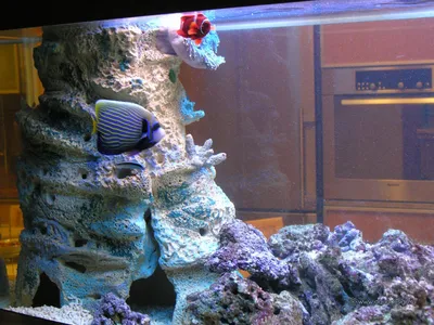 Купить аквариум Xiaomi Geometrc Lazy Fish Tank (HF-JHYG005), 1,5 л, цены на  Мегамаркет | Артикул: 100042569454