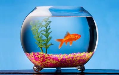 Рыбки для первого аквариума - Aquael