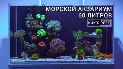 Купить аквариум с крышкой 60 л. LED овал (Орех)