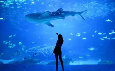 Выбор и обслуживание аквариумов — Портал про города-курорты | Perekop