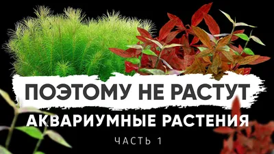 Почему не растут растения в аквариуме? Часть 1. Параметры воды для аквариумных  растений - YouTube