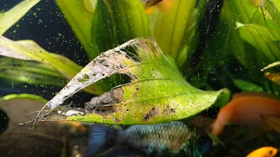 Чем и как удобрять аквариумные растения? | Блог зоомагазина Zootovary.com