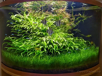 Декор для аквариума, растения для аквариума и террариума AqvaLego, 1шт. -  купить с доставкой по выгодным ценам в интернет-магазине OZON (798756904)