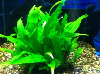 Самые неприхотливые аквариумные растения, ТОП-10