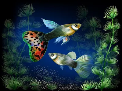 Обои на рабочий стол Красивые тропические рыбки, плавают в воде аквариума  среди водорослей, обои для рабочего стола, скачать обои, обои бесплатно