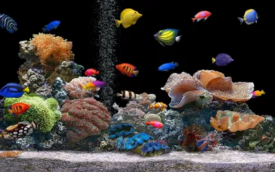 Фон рабочего стола где видно яркие аквариумные рыбки, дно, водоросли,  прекрасные обои, Bright aquarium fish, bottom, algae, beautiful wallpaper