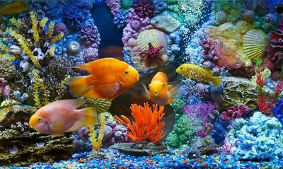 Обои на рабочий стол Аквариумные рыбки среди кораллов и ракушек, обои для  рабочего стола, скачать обои, обои бесплатно