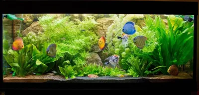 Aquarium Fish Live Wallpaper для Android — Скачать