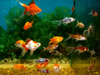 Размеры аквариума для количества и типа рыбок. Помощь в выборе размеров  аквариума для типа рыб