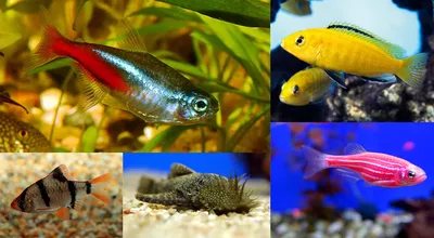 7 самых ярких и красивых аквариумных рыбок. | Наши домашние питомцы | Дзен